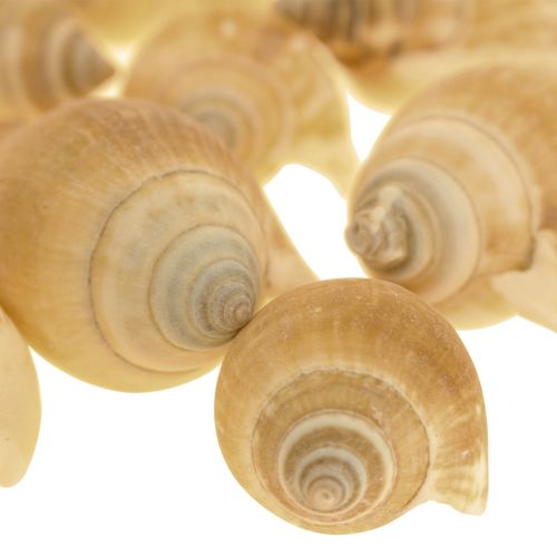 Floristik24 Snigelsnäckor Deco Havssnigel Brun Vit 3,5-5cm 250g