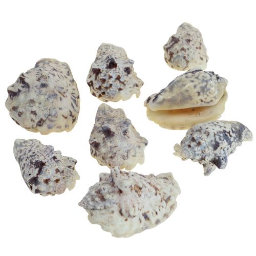 Floristik24 Snigelsnäckor deco havssniglar naturliga 5,5-7,5 cm 250g