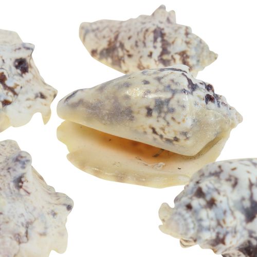 Floristik24 Snigelsnäckor deco havssniglar naturliga 5,5-7,5 cm 250g