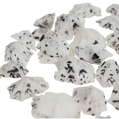Floristik24 Skal Deco Skal Vit Svart Liten 1-2,5cm 250g