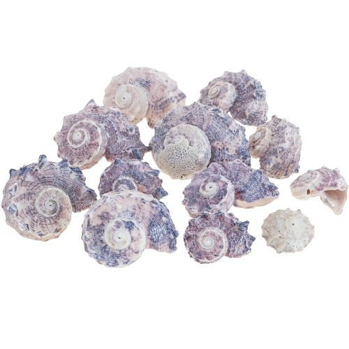 Floristik24 Snigelsnäckor Deco Havssniglar Lila Vit 3-6cm 250g