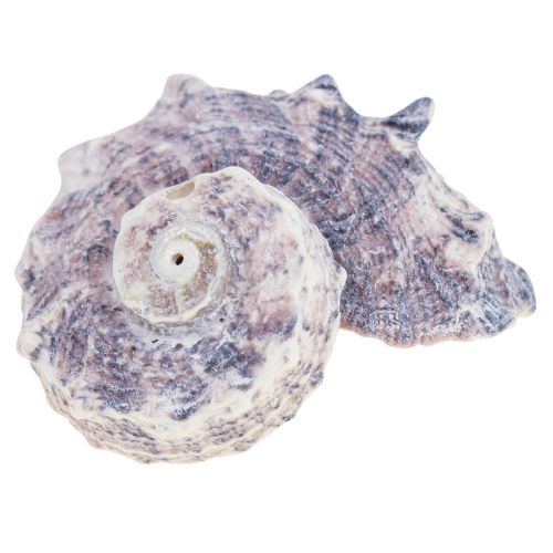 Floristik24 Snigelsnäckor Deco Havssniglar Lila Vit 3-6cm 250g