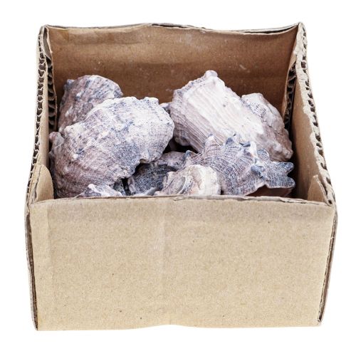 Floristik24 Snigelsnäckor Deco Havssniglar Lila Vit 3-6cm 250g