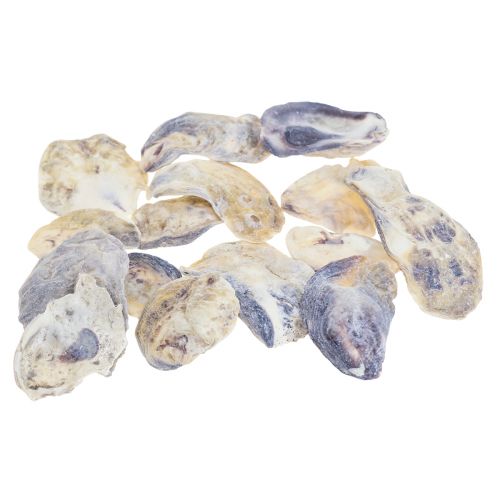 Floristik24 Ostronskal decoskal dekoration naturell 2-6cm 250g