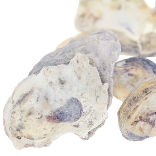 Floristik24 Ostronskal decoskal dekoration naturell 2-6cm 250g