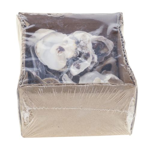 Floristik24 Ostronskal decoskal dekoration naturell 2-6cm 250g
