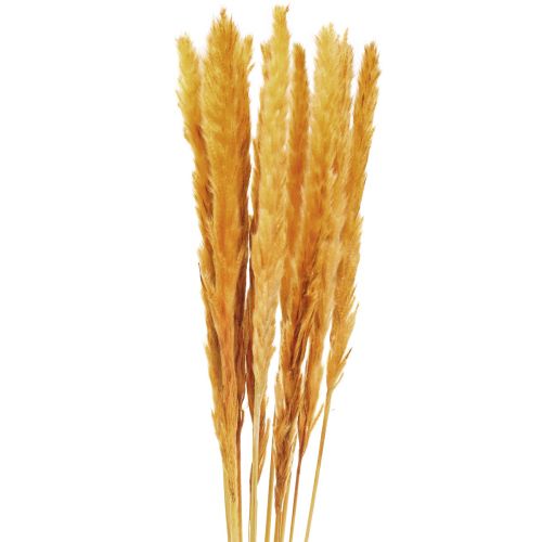 Artikel Pampas gräs deco, pampas gräs torkat pampas gräs gul 74cm 10 stycken