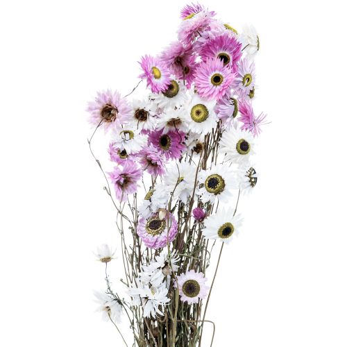 Artikel Torkade blommor Vita Rosa Halmblommor 40-45cm 30g