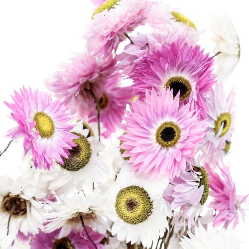 Artikel Torkade blommor Vita Rosa Halmblommor 40-45cm 30g