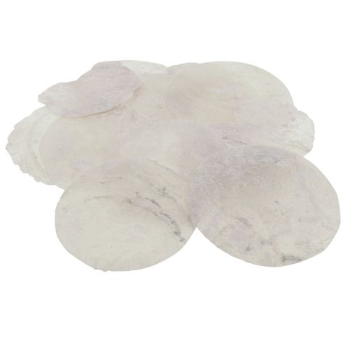 Floristik24 Capiz skal pärlemorskivor maritim dekoration Ø7cm 600g