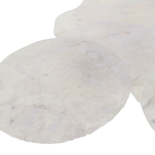 Floristik24 Capiz skal pärlemorskivor maritim dekoration Ø7cm 600g