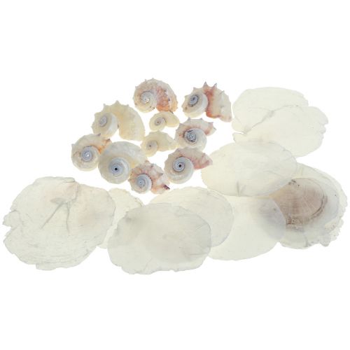 Floristik24 Capiz Musslor Snigelskal Deco Maritime Vit Rosa 600g