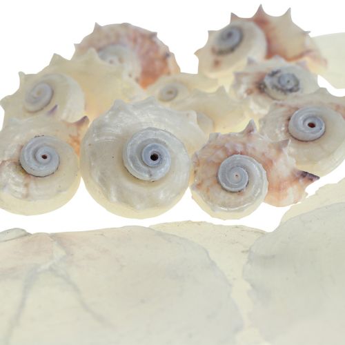Floristik24 Capiz Musslor Snigelskal Deco Maritime Vit Rosa 600g