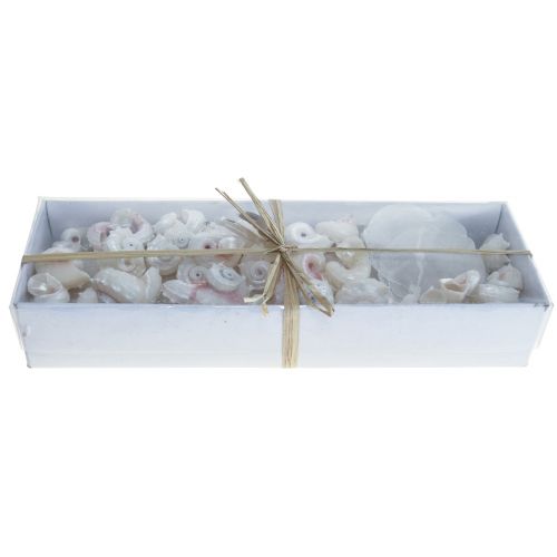 Floristik24 Capiz Musslor Snigelskal Deco Maritime Vit Rosa 600g