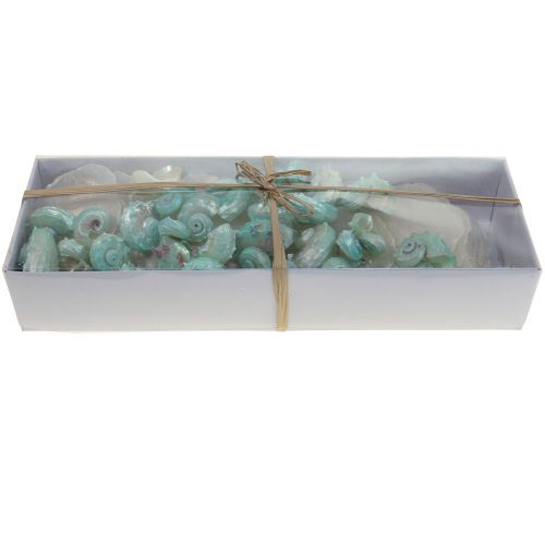 Floristik24 Capiz pärlemorskal pärlemorskivor havssnigelskal grönt 2–9cm 650g