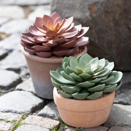 Artikel Suckulentväxt i kruka Echeveria konstgrön Ø15cm