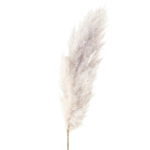 Floristik24 Pampas gräsdekoration torkat naturligt torrt blommönster 100cm