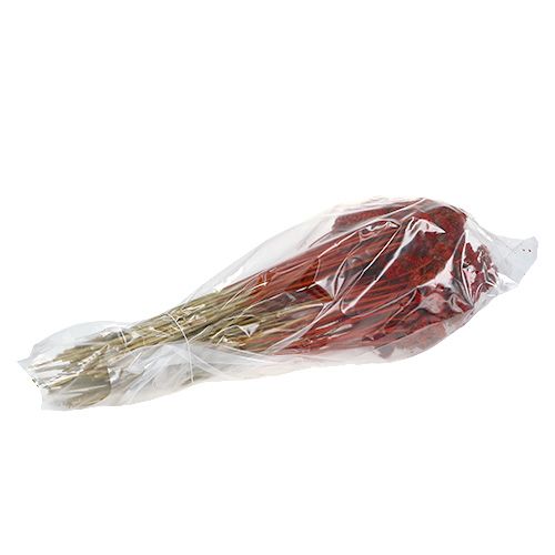 Floristik24 Achillea 1 kg vallmoröd