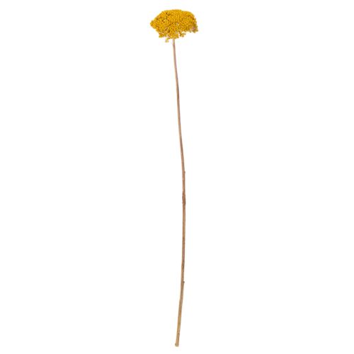 Achillea Natur Gelb Rölleka