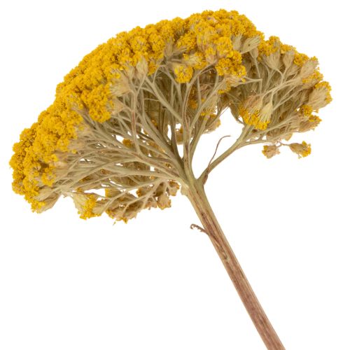 Achillea Natur Gelb Rölleka