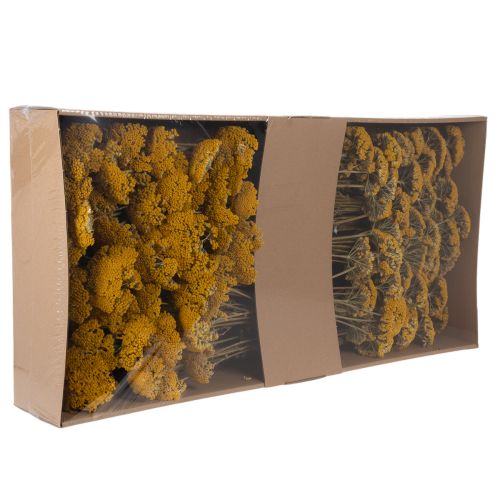 Achillea Natur Gelb Rölleka