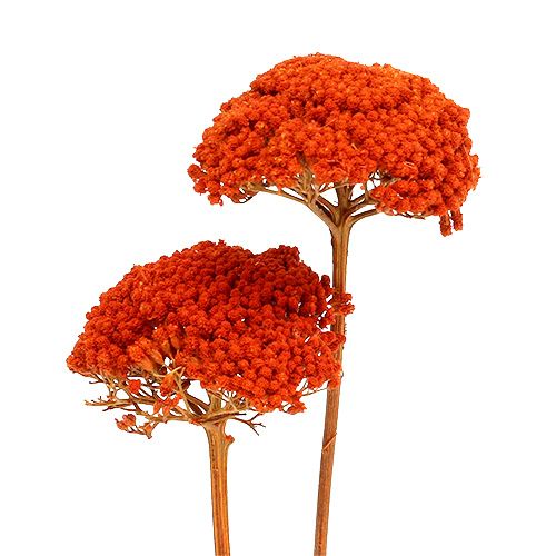 Artikel Achillea Orange Torkade Blommor Yarrow 45-60cm 1kg