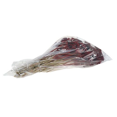 Artikel Achillea 1 kg vinrött
