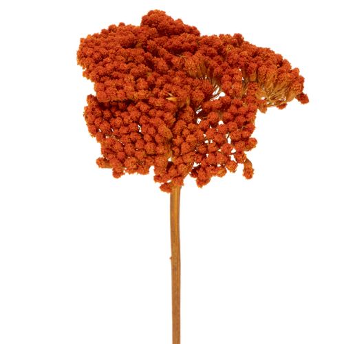 Torkade blommor av rölleka, Achillea Orange, 45-60 cm, 1 kg köpa | Floristik24.se