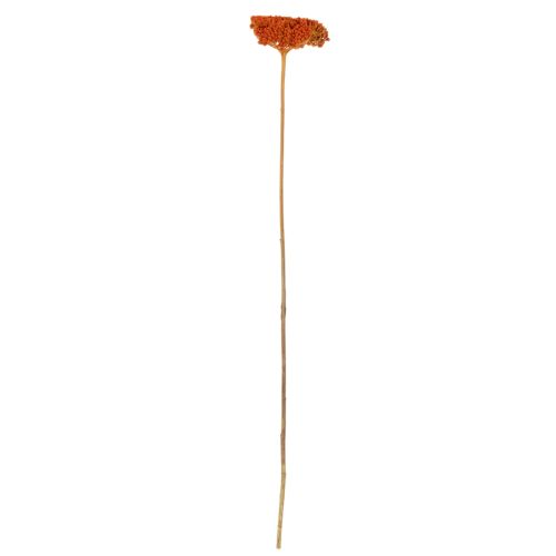 Torkade blommor av rölleka, Achillea Orange, 45-60 cm, 1 kg | Floristik24.se