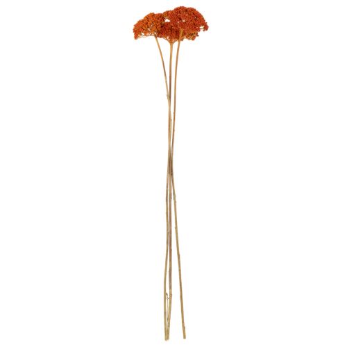 Torkade blommor av rölleka,