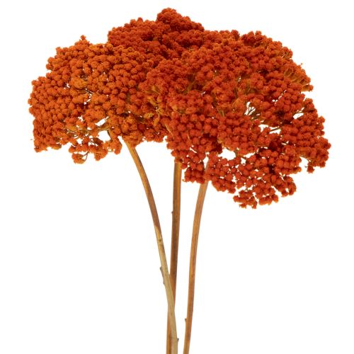 Torkade blommor av rölleka,