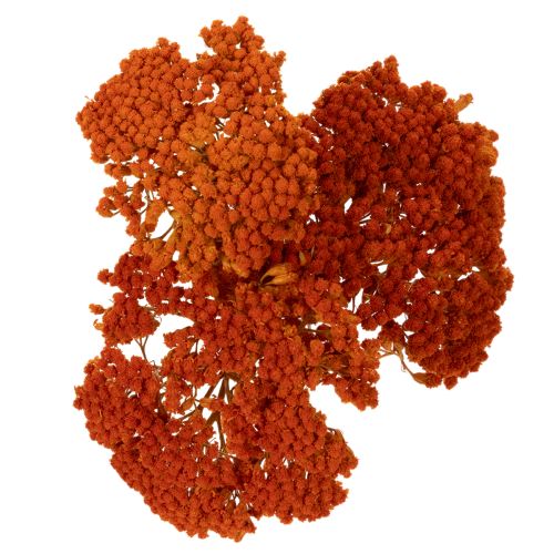 Torkade blommor av rölleka,