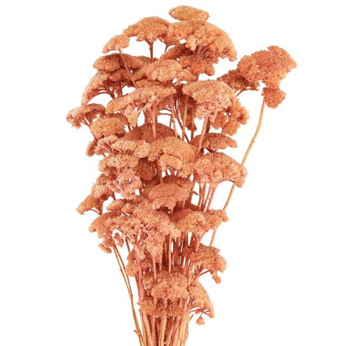 Artikel Achillea rölleka torkade ängsblommor lax 40-50cm 80g