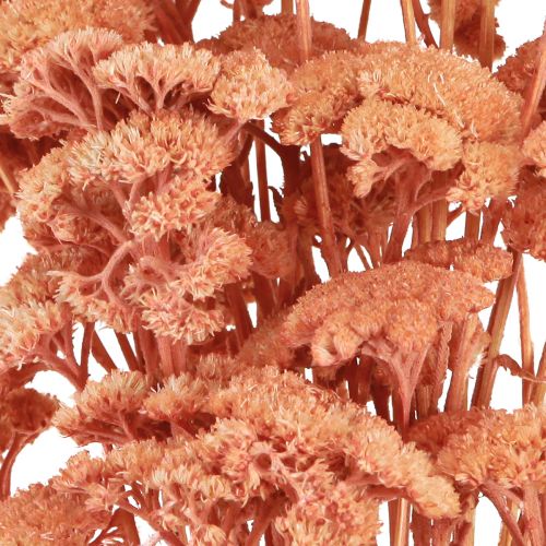 Artikel Achillea rölleka torkade ängsblommor lax 40-50cm 80g