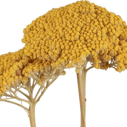 Artikel Yarrow torkade blommor Achillea millefolium 30g x 2st
