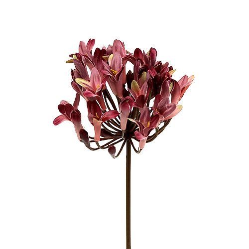 Floristik24 Agapanthus konstgjord mörk röd L75cm 3st