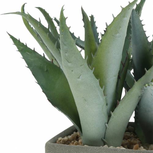 Floristik24 Suckulent agave i kruka H17cm