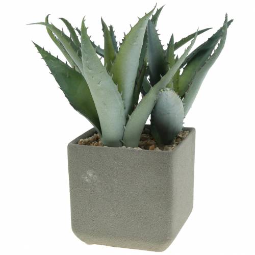 Floristik24 Suckulent agave i kruka H17cm