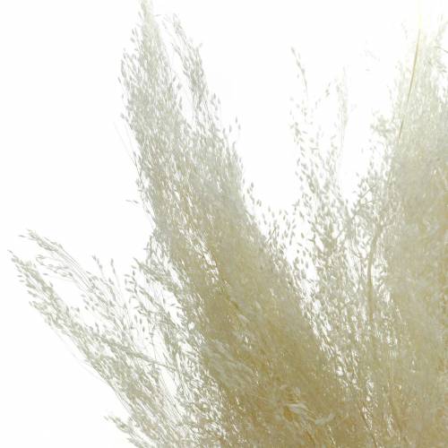 Floristik24 Torrt gräs Agrostis blekt 40g