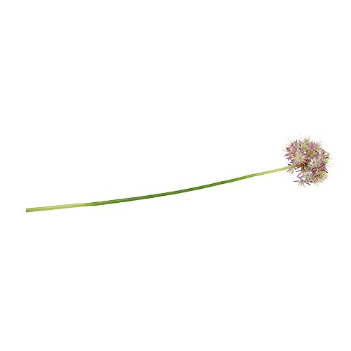 Floristik24 Allium ljuslila L76cm