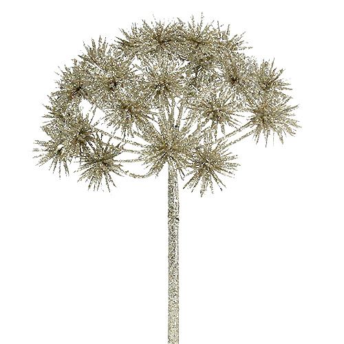 Floristik24 Allium med glimmerchampagne Ø18cm L70cm