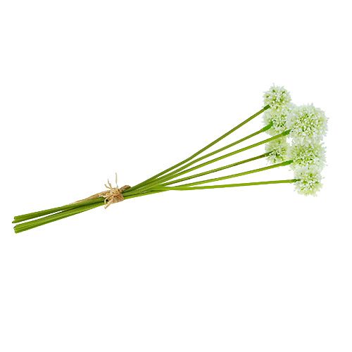 Floristik24 Allium 35cm vit 6st