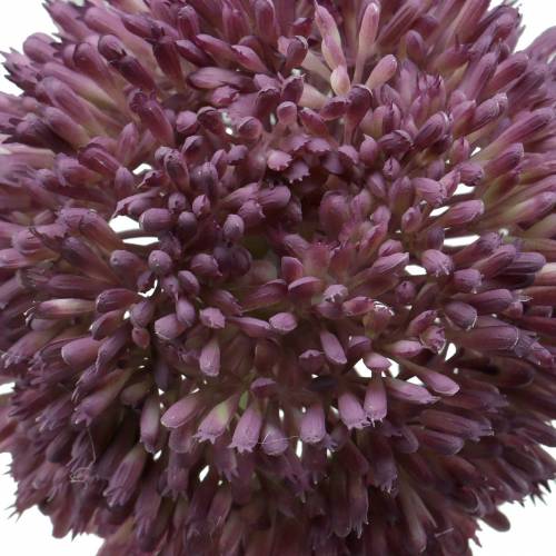 Floristik24 Ornamental allium konstgjord lila Ø12cm 65cm