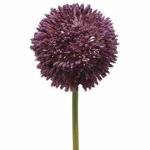 Floristik24 Ornamental allium konstgjord lila Ø12cm 65cm