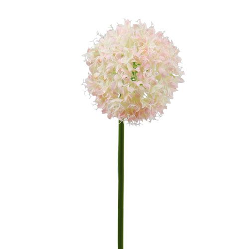 Floristik24 Allium kräm-rosa Ø15cm L70cm