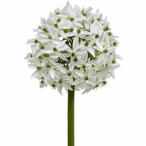 Artikel Dekorativ blomma Allium, konstgjord kul purjolök, prydnadslök vit Ø20cm L72cm