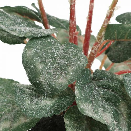 Floristik24 Cyclamen i kräm 28cm