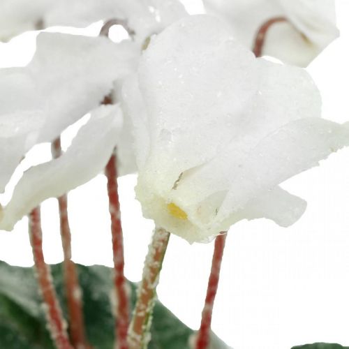 Floristik24 Cyclamen i kräm 28cm
