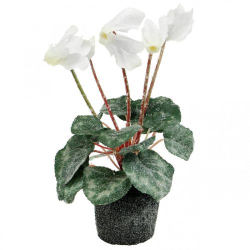 Cyclamen i kräm 28cm