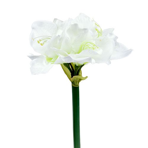 Floristik24 Amaryllis blomma vit L 73cm 2st